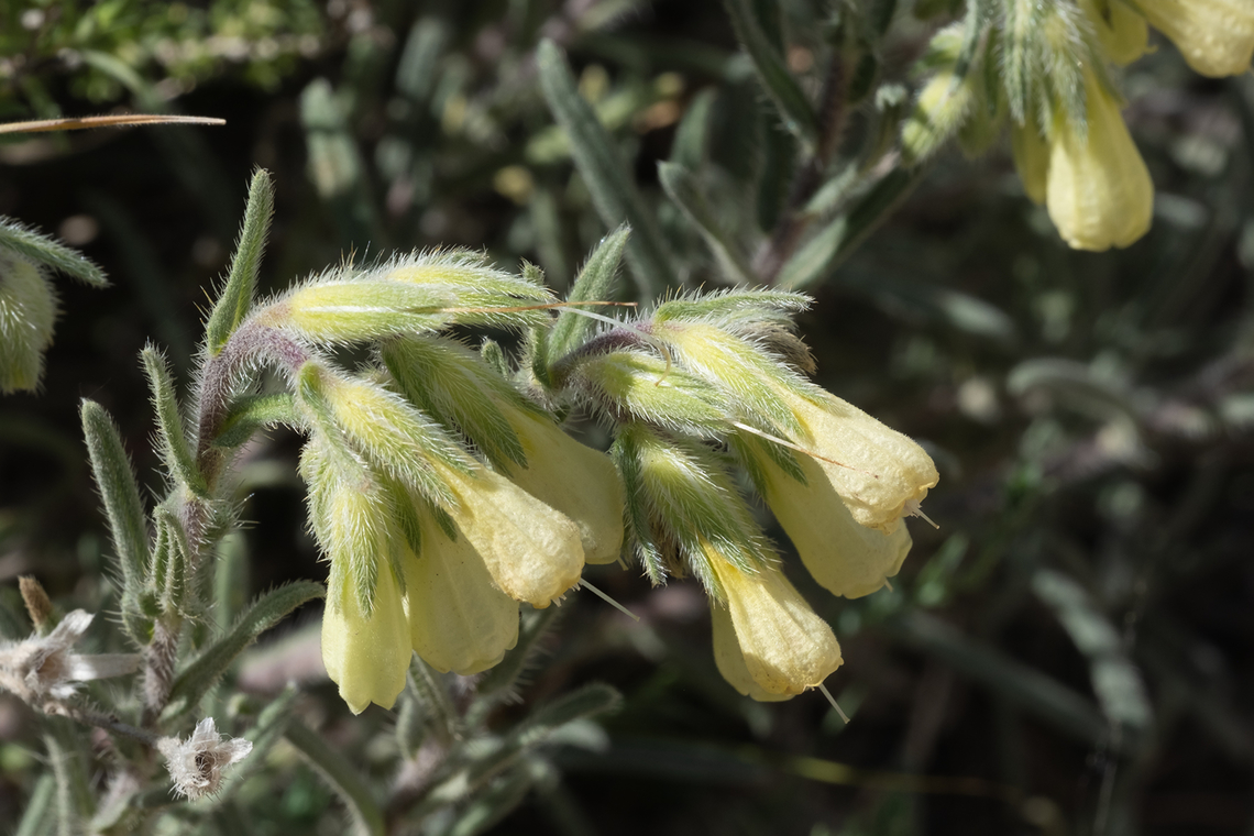 hairy goldentdrops  Geotagged,Italy,Onosma echioides,spring