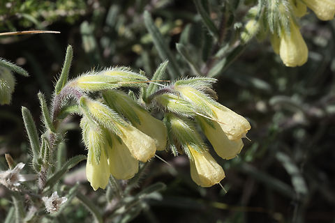 hairy goldentdrops  Geotagged,Italy,Onosma echioides,spring