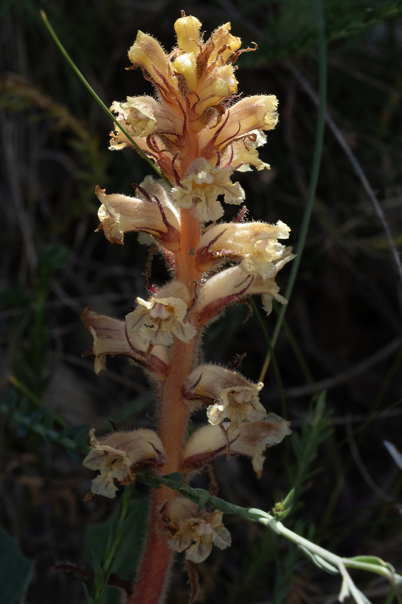 Orobanche sp. no obvious host species..  Geotagged,Italy,Spring