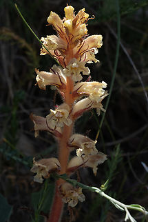 Orobanche sp. no obvious host species..  Geotagged,Italy,Spring