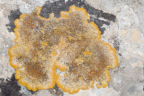 Variospora sp. lichen growing on rocks Geotagged,Italy,Spring