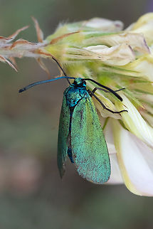 green forester moth  Adscita statices,Geotagged,Green Forester,Italy,Spring