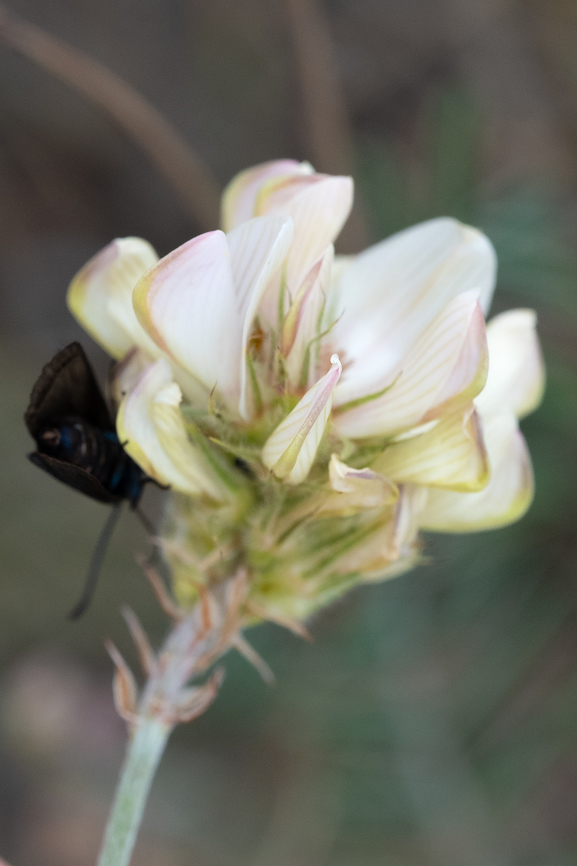 common sainfoin  Common sainfoin,Geotagged,Italy,Onobrychis viciifolia,Spring