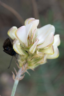 common sainfoin  Common sainfoin,Geotagged,Italy,Onobrychis viciifolia,Spring