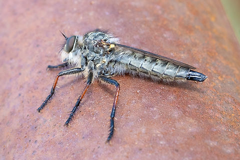 Tolmerus atricapillus with a slightly damaged ovipositor? or something else perhaps.  Geotagged,Italy,Spring