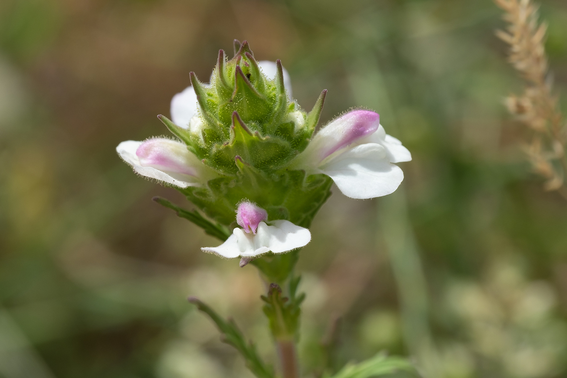 Mediterranean lineseed  Bellardia  trixago,Geotagged,Italy,Mediterranean Lineseed,Spring