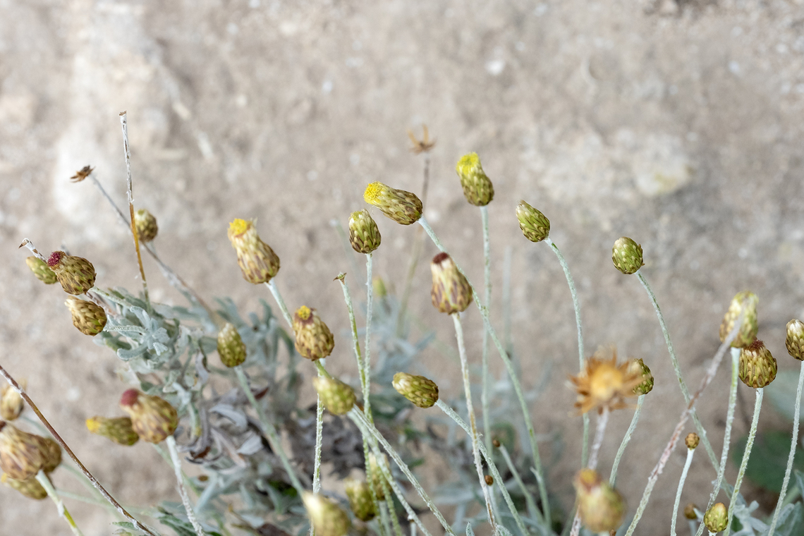rock phagnalon  Geotagged,Italy,Phagnalon rupestre,Rock Phagnalon,Spring