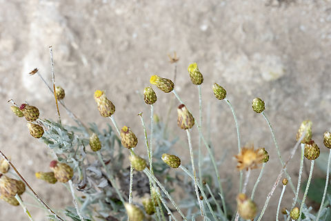 rock phagnalon  Geotagged,Italy,Phagnalon rupestre,Rock Phagnalon,Spring