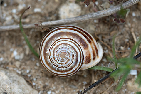 white Italian snail Rather abundant, though the shells were often bleached nearly colorless. Likes to congregate.  Geotagged,Italy,Spring,Theba pisana,White Italian snail