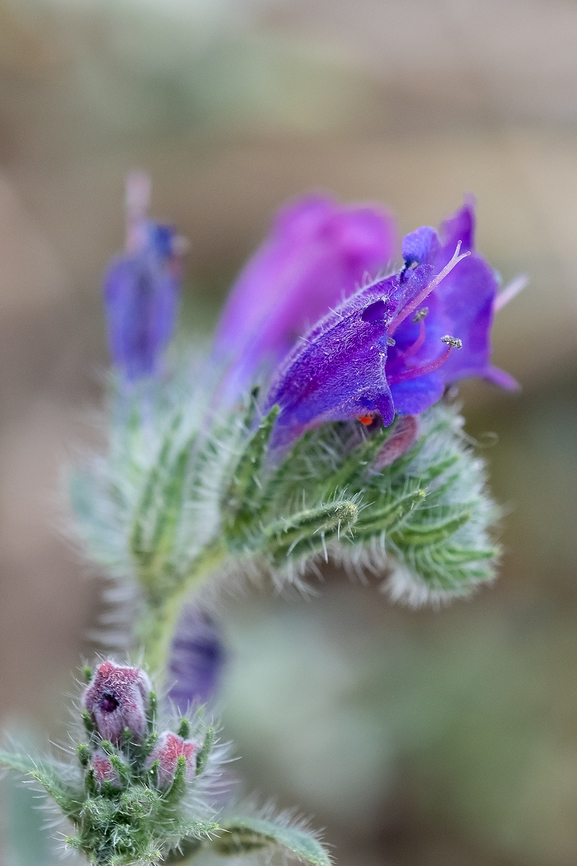 viper's bugloss  Echium vulgare,Geotagged,Italy,Spring,Vipers Bugloss