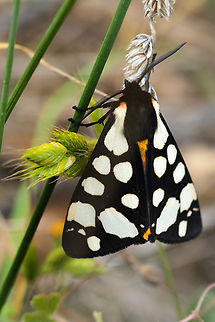 cream-spot tiger  Arctia villica,Cream-spot Tiger,Geotagged,Italy,Spring
