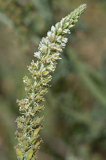 white mignonette  Geotagged,Italy,Reseda alba,Spring,White Mignonette
