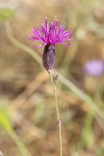 saw-wort  Geotagged,Italy,Saw-Wort,Serratula tinctoria,Spring
