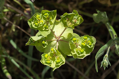 sun spurge  Euphorbia helioscopia,Geotagged,Italy,Spring,Sun Spurge