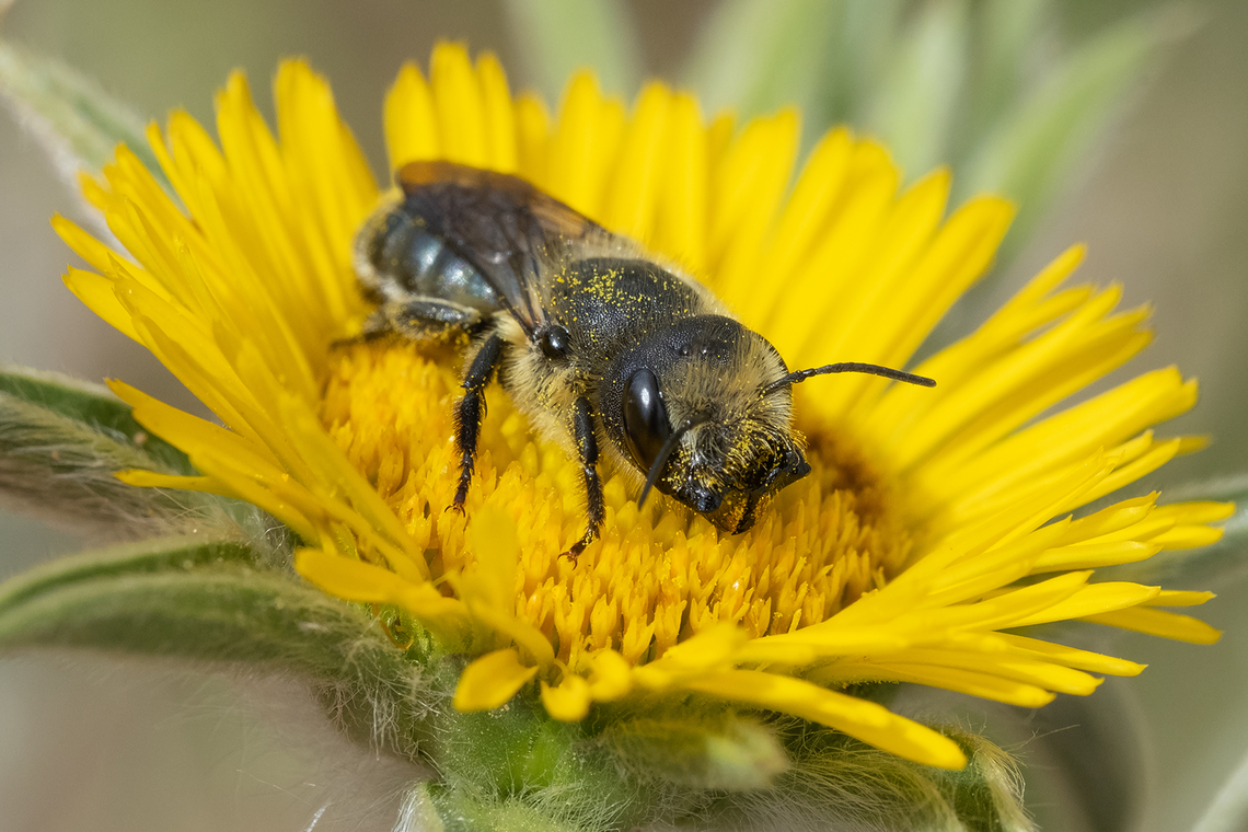 blue orchard mason bee  Blue Mason Bee,Geotagged,Italy,Osmia caerulescens,Spring