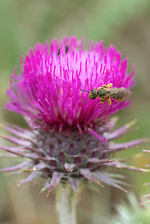 Illyrian thistle with a bonus furrow bee Geotagged,Italy,Onopordum illyricum,Spring