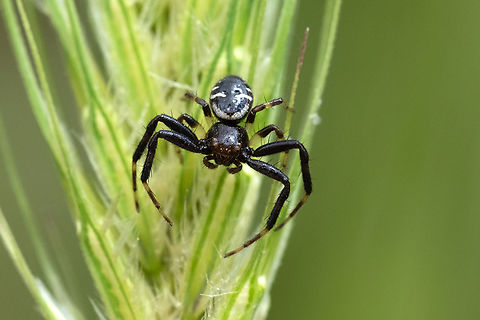 Napoleon spider  Geotagged,Italy,Napoleon Spider,Spring,Synema globosum