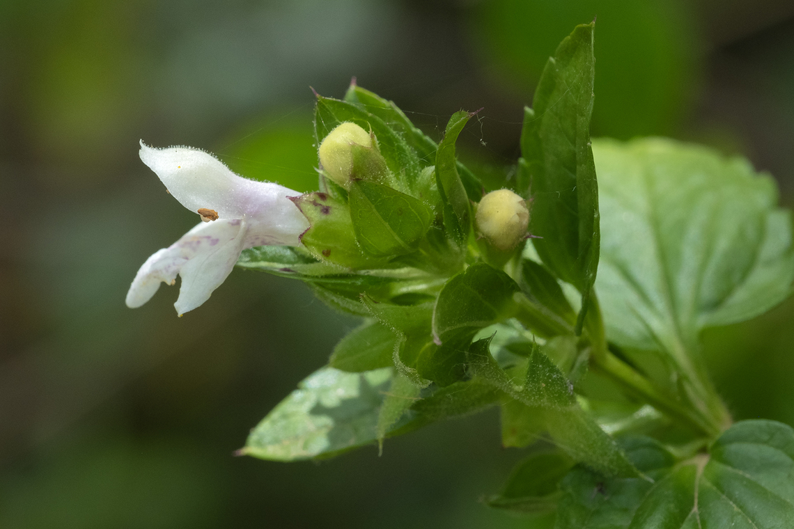 white hedge nettle  Geotagged,Italy,Prasium majus,Spring,White hedge-nettle
