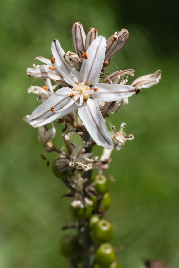 branched asphodel  Asphodelus ramosus,Branched asphodel,Geotagged,Italy,Spring