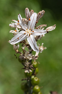 branched asphodel  Asphodelus ramosus,Branched asphodel,Geotagged,Italy,Spring