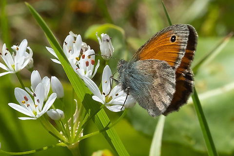 oriental meadow brown  Geotagged,Hyponephele lupina,Italy,Oriental meadow brown,Spring