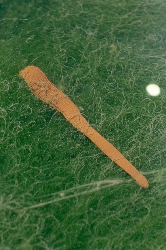 horse leech I was walking around down by a stream looking for water loving plants when this hosepipe oozed on by.... I am sooooooo glad I didn&#039;t go in the water.  Geotagged,Haemopis sanguisuga,Horse Leech,Italy,Spring