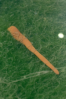 horse leech I was walking around down by a stream looking for water loving plants when this hosepipe oozed on by.... I am sooooooo glad I didn't go in the water.  Geotagged,Haemopis sanguisuga,Horse Leech,Italy,Spring