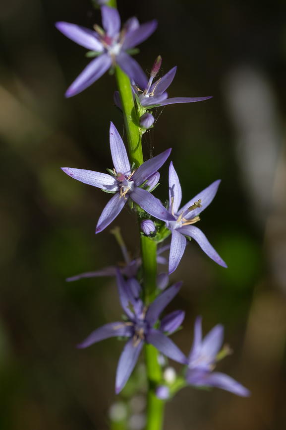 Asyneuma limonifolium, Italy  Asyneuma limonifolium,Geotagged,Italy,Spring