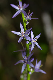 Asyneuma limonifolium, Italy  Asyneuma limonifolium,Geotagged,Italy,Spring