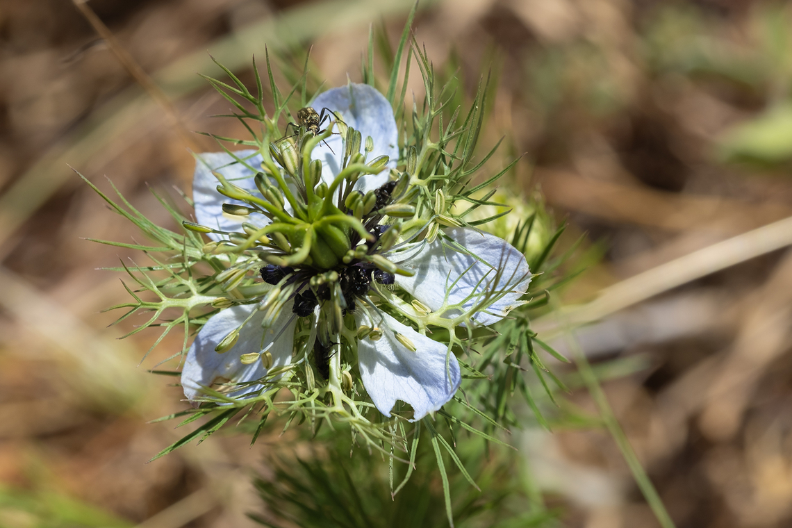 Love-in-a-mist Now a common garden flower where I live, but a native to Southern Italy Geotagged,Italy,Love-in-a-mist,Nigella damascena,Spring