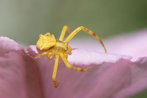 pink crab spider has the ability to change color to match it's hunting grounds Geotagged,Italy,Pink Crab Spider,Spring,Thomisus onustus