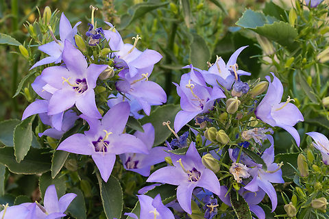 Italian bellfower found growing in crevices on walls all over Matera Campanula fragilis,Geotagged,Italian bellflower,Italy,Spring