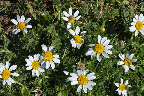 chamomile with a bonus longhorn flower beetle I believe the beetle is Paracorymbia fulva, but it is pretty small in the image..  Geotagged,German chamomile,Italy,Matricaria chamomilla,Spring