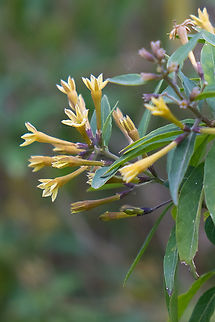 willow-leaved jasmine non-native Cestrum parqui,Geotagged,Italy,Palqui,Spring