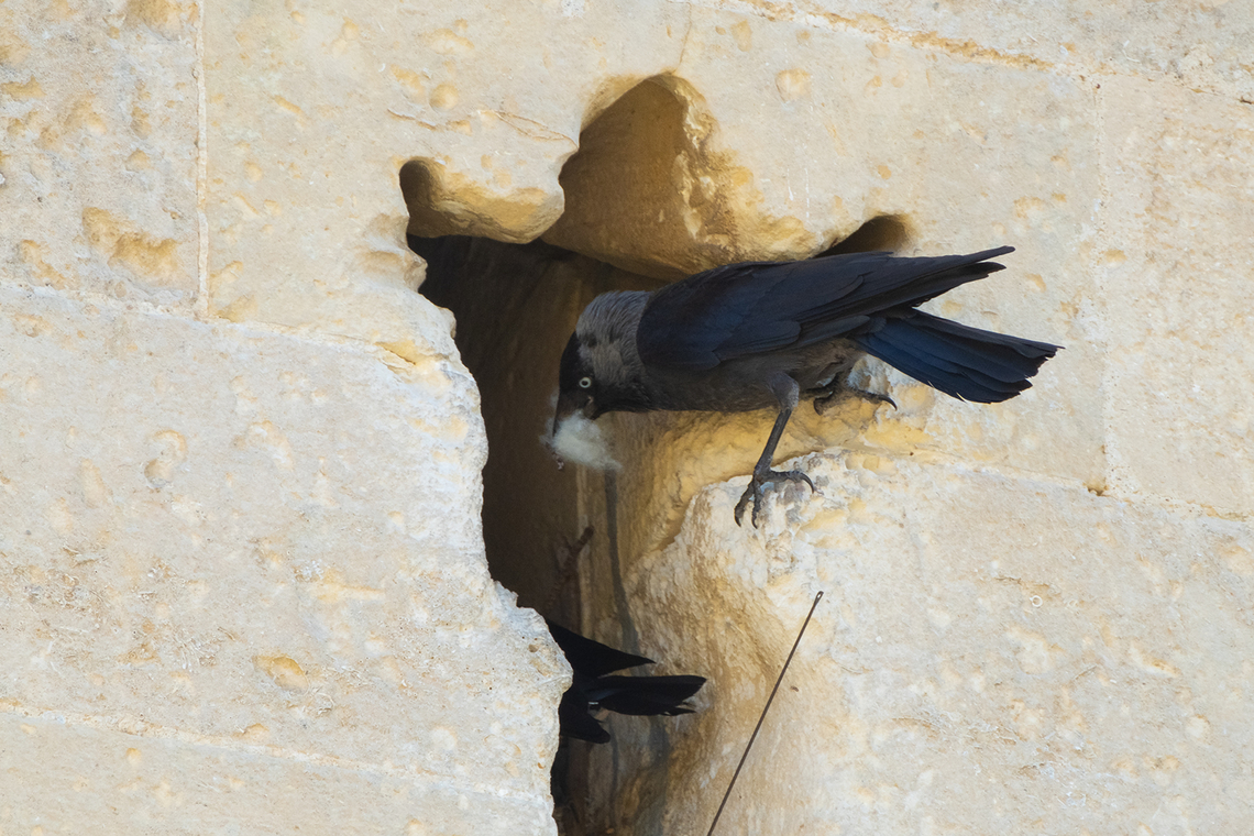 Eurasian jackdaws nesting in the castle  Coloeus monedula,Geotagged,Italy,Spring,Western Jackdaw