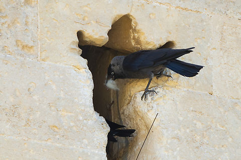 Eurasian jackdaws nesting in the castle  Coloeus monedula,Geotagged,Italy,Spring,Western Jackdaw