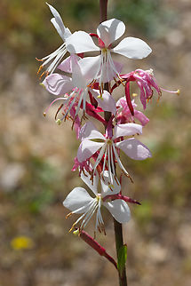 Lindheimer's beeblossom  Geotagged,Italy,Lindheimer's beeblossom,Oenothera lindheimeri,Spring
