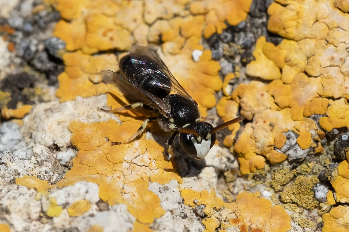 slender faced masked bee  Geotagged,Hylaeus leptocephalus,Italy,Spring