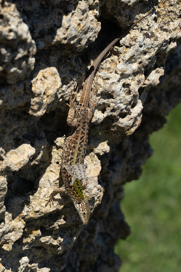 Italian wall lizard they were absolutely everywhere...  Geotagged,Italian wall lizard,Italy,Podarcis siculus,Spring