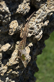 Italian wall lizard they were absolutely everywhere...  Geotagged,Italian wall lizard,Italy,Podarcis siculus,Spring