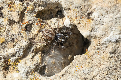 half-edged wall jumping spider  Geotagged,Half-edged Wall Jumping Spider,Italy,Menemerus semilimbatus,Spring