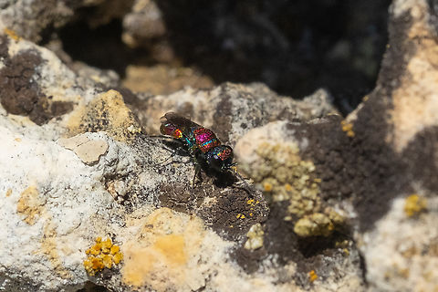 brightly colored Chrysis cuckoo wasp These wasps are **tiny** and extremely active... they would land for a moment before zooming back off.  I wasn't even sure I'd even managed a focused photo until I got home and was able to view the images on my laptop. I can only think unless they are docile when cold, that the stacked images you can find must be dead samples.. 

Pulling from a list of cuckoo wasps present in Basilicata, (here - https://www.chrysis.net/database-of-the-european-chrysididae-species-of/?regione=BAS ) Chrysis coeruleiventris is the only one with the distinctive blue/cyan band 

This and the last 3 photos were all taken on the surface of an ancient limestone column that was originally part of a Greek Temple.. these days it's quite the habitat. Multiple species of bees and wasps were using it's cavities as well as numerous spiders, lizards, geckos and even a small snake (that disappeared into a hole before I could even raise my camera..) Chrysis coeruleiventris,Geotagged,Italy,Spring