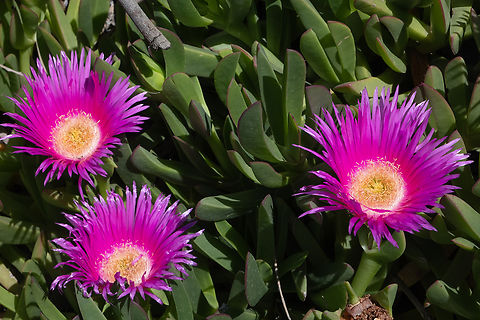 Elands sour fig non-native Carpobrotus acinaciformis,Elands sour fig,Geotagged,Italy,Spring