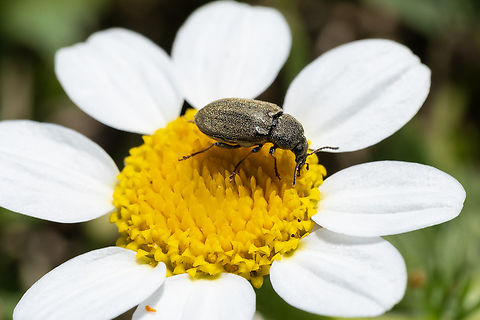Mycterus tibialis  Geotagged,Italy,Mycterus tibialis,Spring