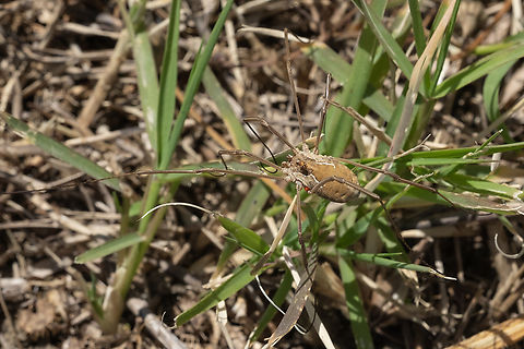 harvestman  Geotagged,Italy,Metaphalangium cirtanum,Spring