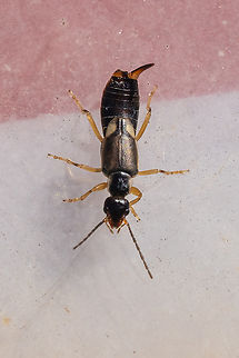 European earwig  European earwig,Forficula auricularia,Geotagged,Italy,Spring