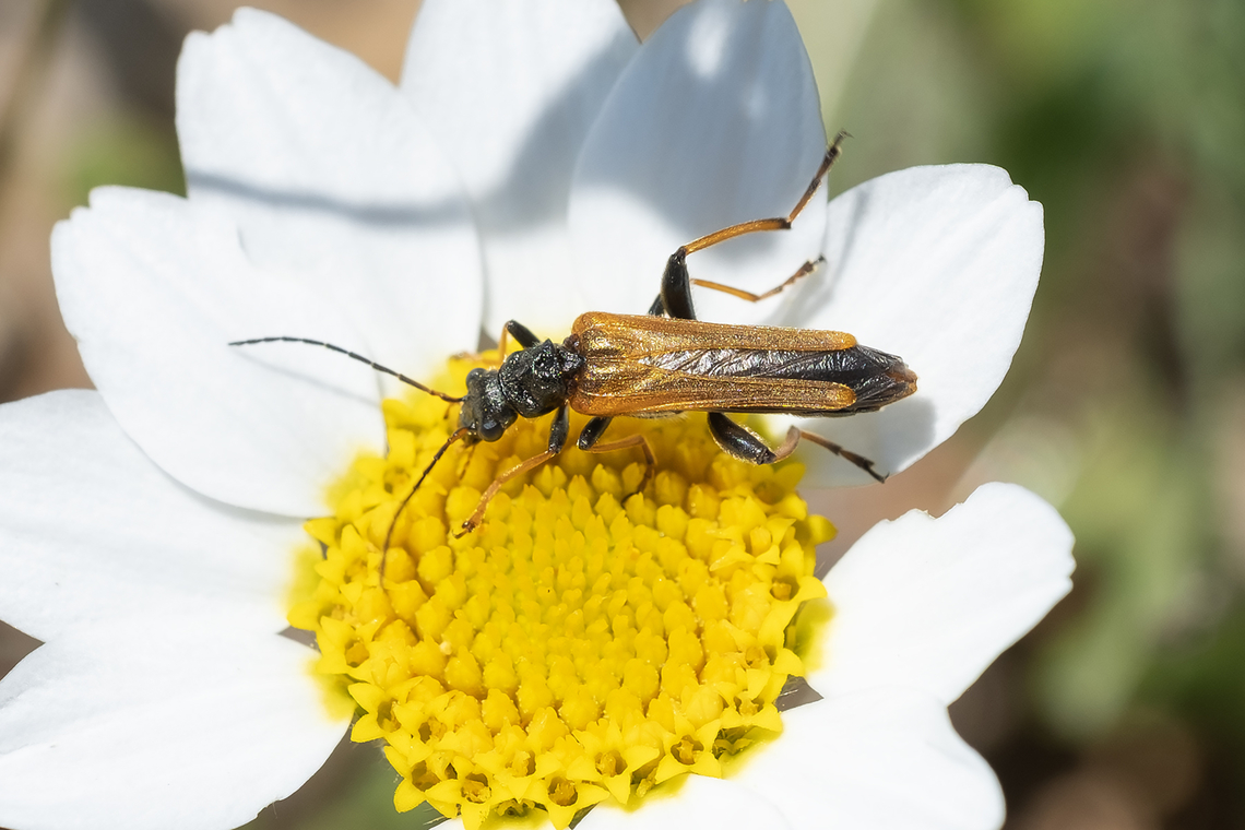 Oedemera simplex  Geotagged,Italy,Oedemera simplex,Spring