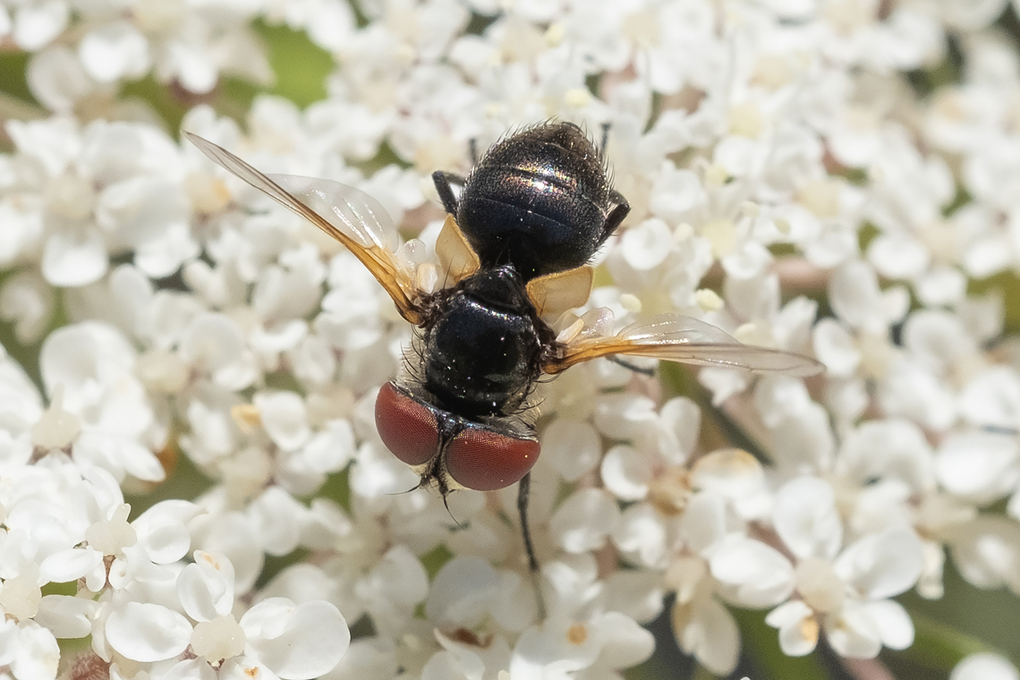 small black tachnid fly  Geotagged,Italy,Spring