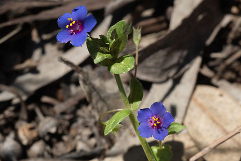 blue pimpernel recently elevated from a subspecies to a full species Geotagged,Italy,Lysimachia loeflingii,Spring,blue pimpernel