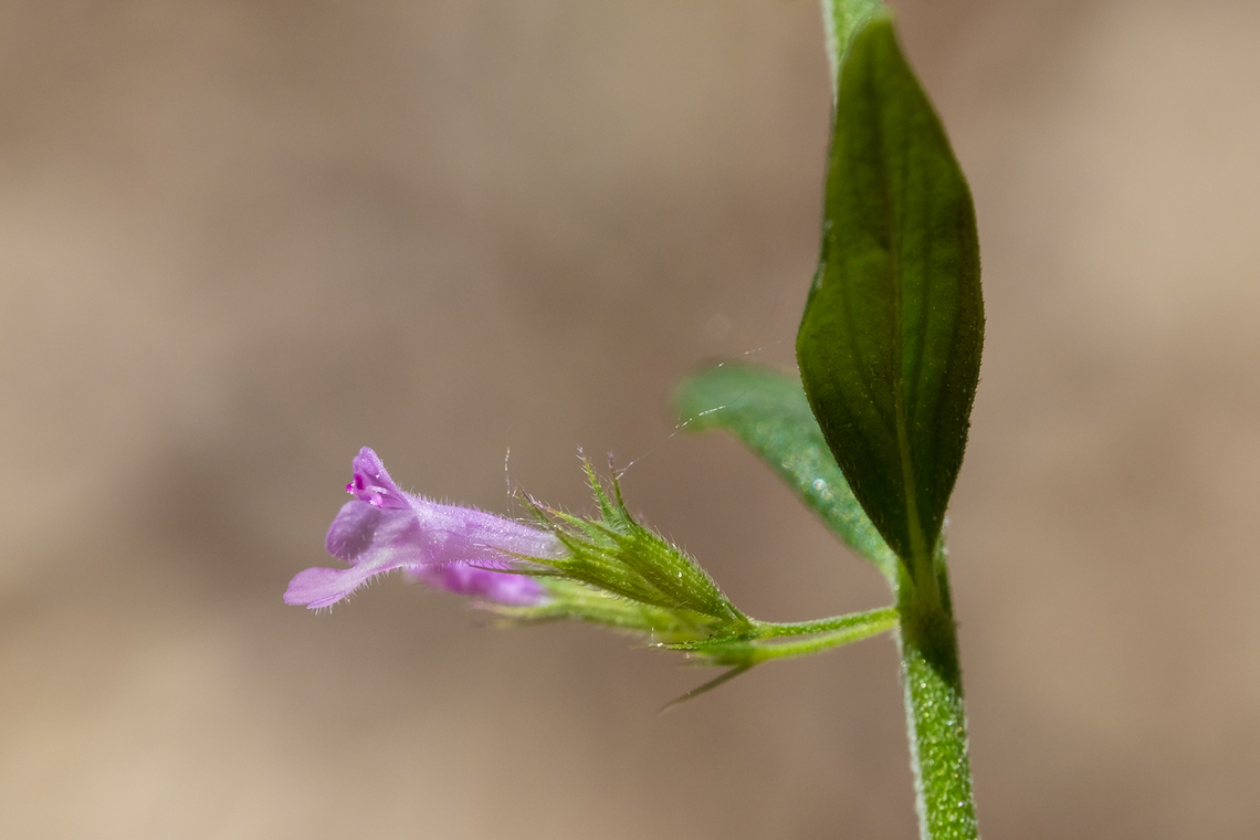 basil thyme  Clinopodium acinos,Geotagged,Italy,Spring